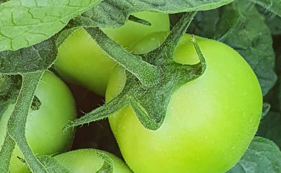 proposta nutrizionale per pomodoro da industria